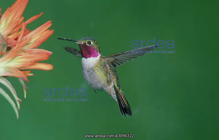 : Male Broadtail Hummingbird : Male Broadtail Hummingbird