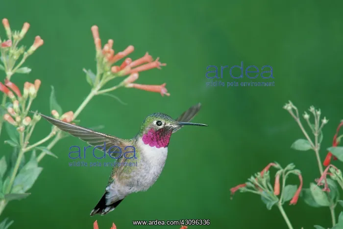 : Male Broadtail Hummingbird : Male Broadtail Hummingbird