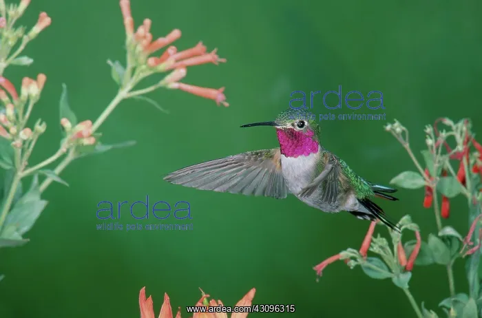 : Male Broadtail Hummingbird in flight : Male Broadtail Hummingbird in flight