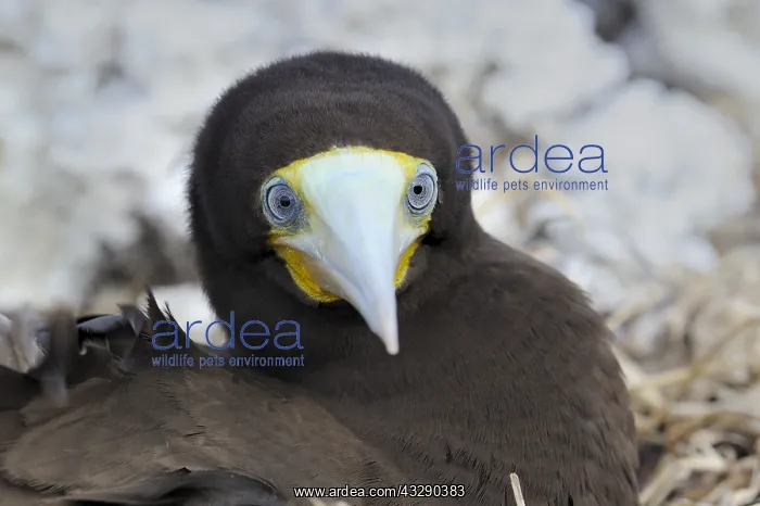 : A male Brown Booby (Sula leugogaster leugogaste : A male Brown Booby (Sula leugogaster leugogaste