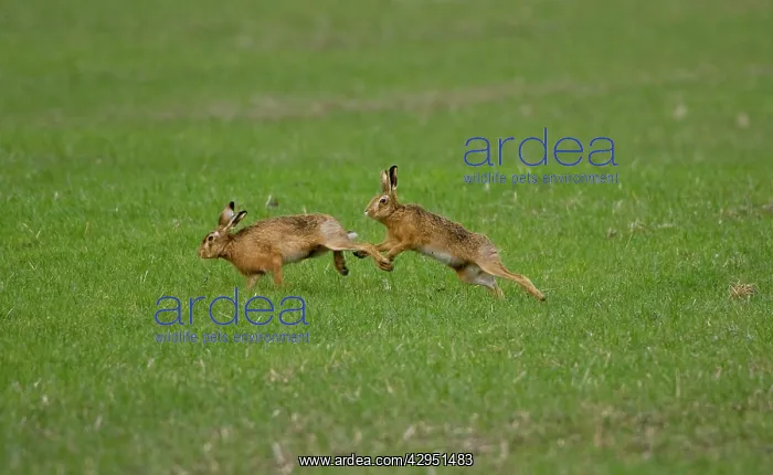 : Male Brown Hare chasing female : Male Brown Hare chasing female
