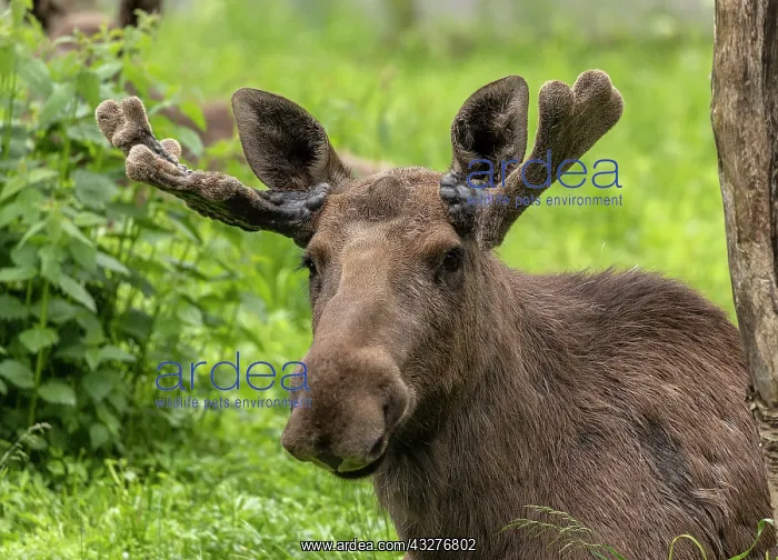 : Male or Bull Elk, Alces alces, with antlers in velvet : Male or Bull Elk, Alces alces, with antlers in velvet
