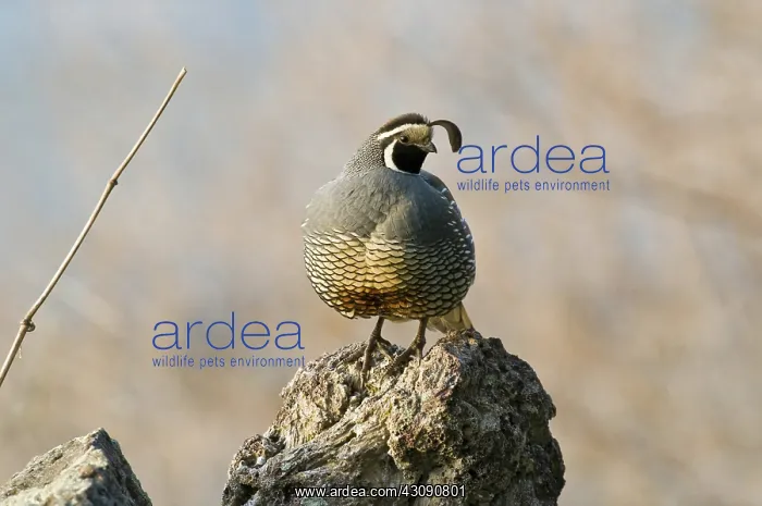 : Male California Quail : Male California Quail