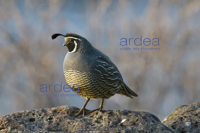 : Male California Quail : Male California Quail