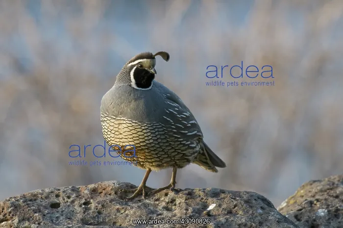 : Male California Quail : Male California Quail