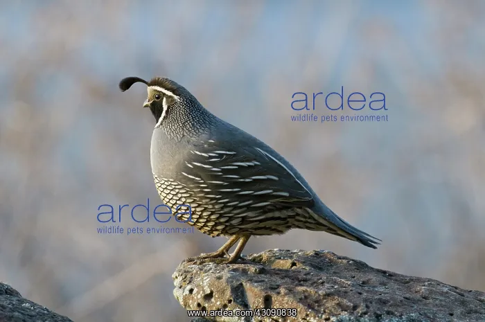 : Male California Quail : Male California Quail