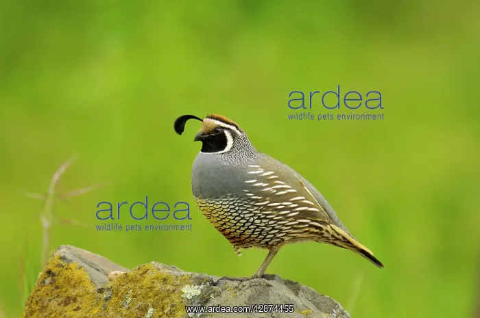 : Male California Quail / California Valley Quail : Male California Quail / California Valley Quail