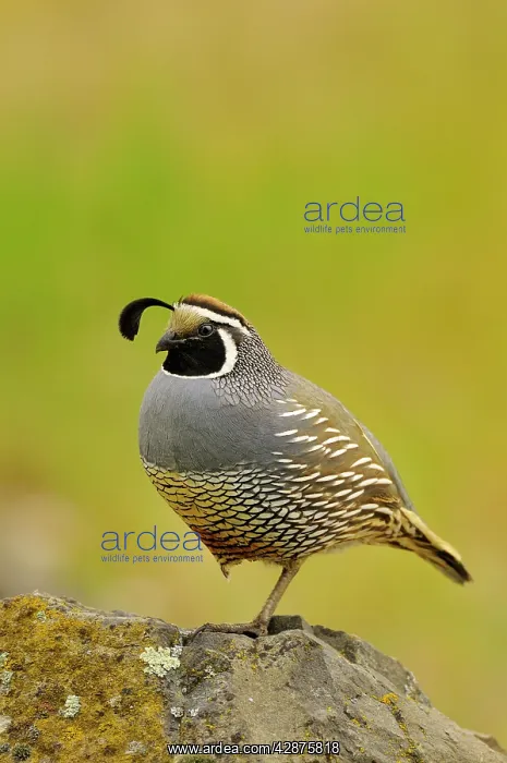 : Male California Quail / California Valley Quail : Male California Quail / California Valley Quail
