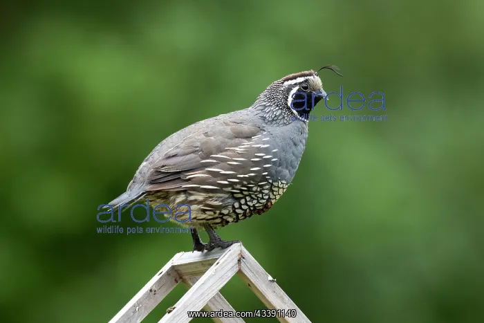 : Male California Quail (Callipepla californica) : Male California Quail (Callipepla californica)