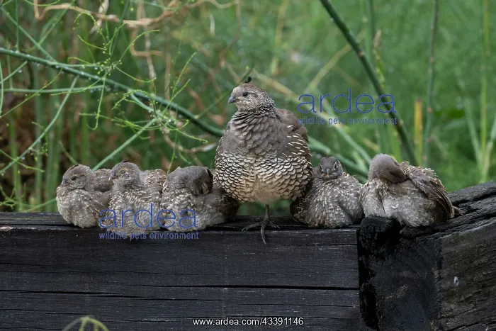 : Male California Quail (Callipepla californica) : Male California Quail (Callipepla californica)