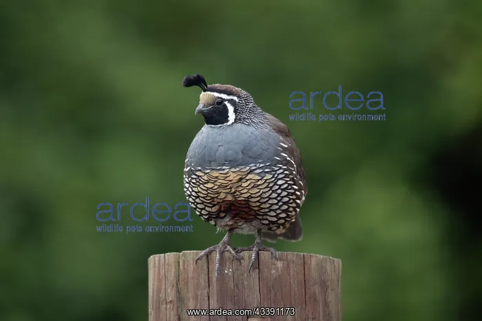 : Male California Quail (Callipepla californica) : Male California Quail (Callipepla californica)