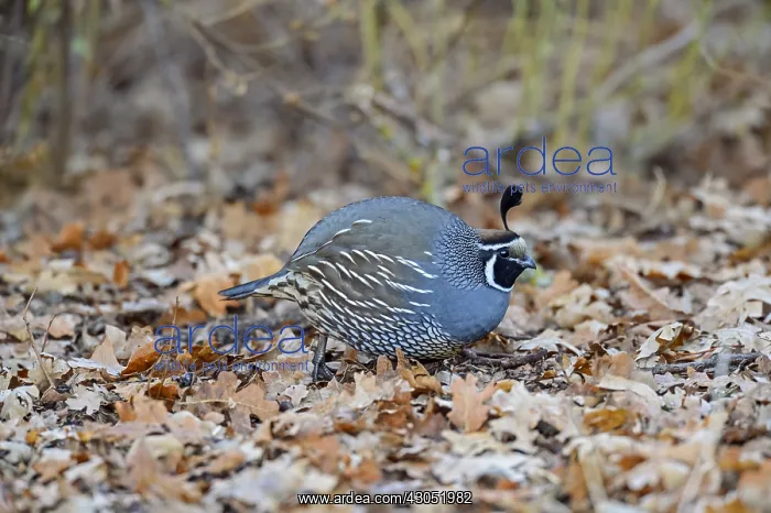 : Male California Quail (Callipepla californica) looking : Male California Quail (Callipepla californica) looking