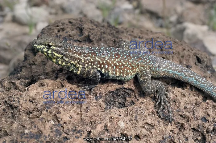  : Male California Side-Blotched Lizard