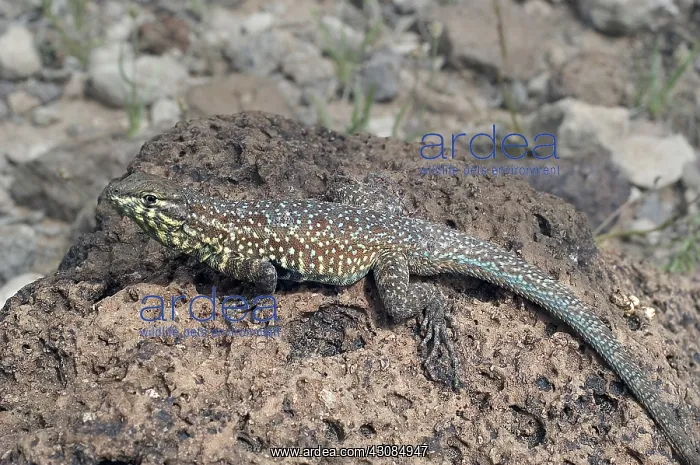 : Male California Side-Blotched Lizard : Male California Side-Blotched Lizard