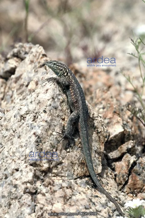 : Male California Side-Blotched Lizard : Male California Side-Blotched Lizard
