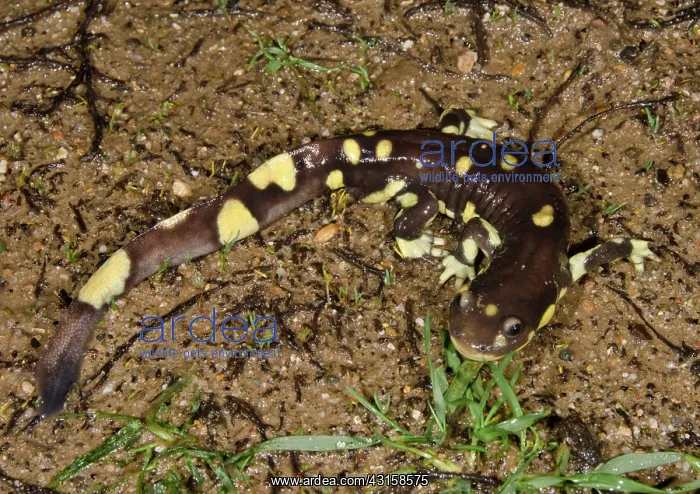 : Male California Tiger Salamander : Male California Tiger Salamander
