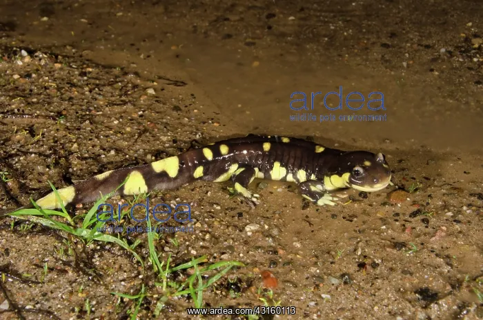 : Male California Tiger Salamander : Male California Tiger Salamander