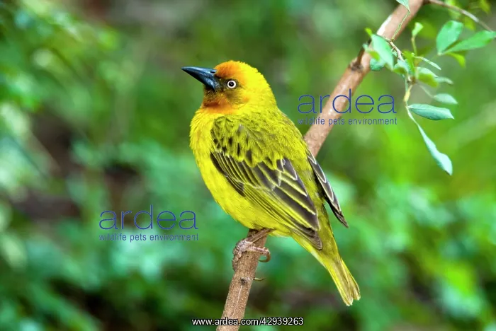 : Male Cape Weaver - on perch : Male Cape Weaver - on perch
