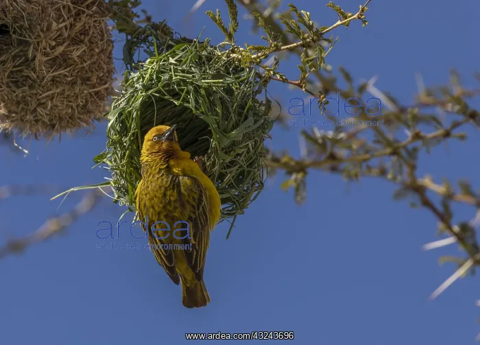 : Male Cape Weaver, Ploceus capensis at its nest in : Male Cape Weaver, Ploceus capensis at its nest in