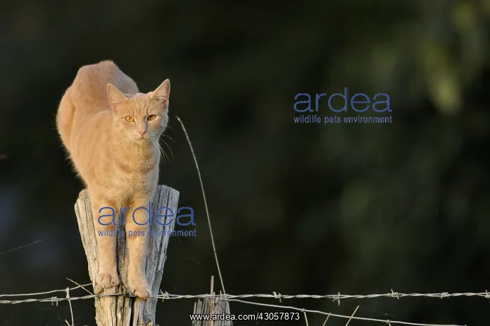: Male cat perched on a fence France : Male cat perched on a fence France