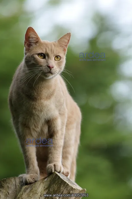 : A male cat perched on a pole and observes France : A male cat perched on a pole and observes France