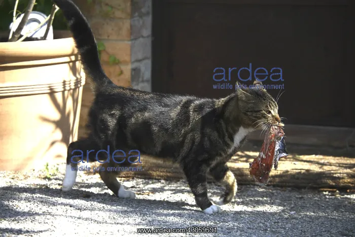 : Male cat with a piece of fish in the face : Male cat with a piece of fish in the face