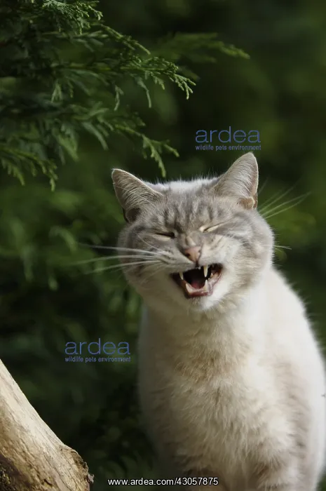 : Male cat yawning in a garden in France : Male cat yawning in a garden in France