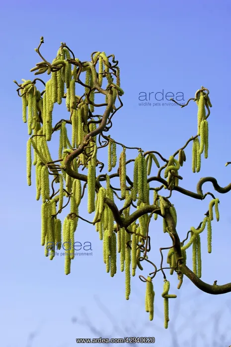 : Male catkins of Corkscrew Hazel or cobnut : Male catkins of Corkscrew Hazel or cobnut