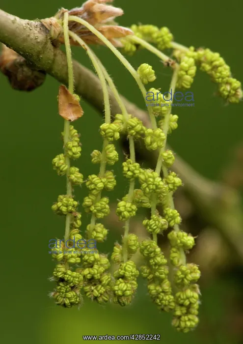 : Male catkins of pedunculate (common) oak, spring : Male catkins of pedunculate (common) oak, spring