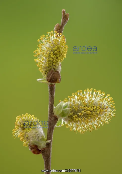  : Male Catkins of Sallow, Salix cinerea, in spring