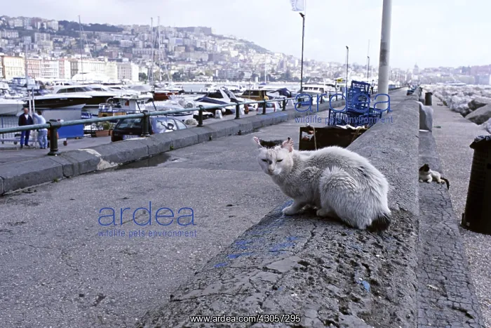 : Male Cats on a wall in the port of Naples Italy : Male Cats on a wall in the port of Naples Italy