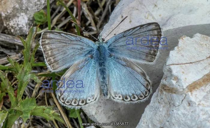 : Male Chalk-hill blue, Polyommatus coridon, baski : Male Chalk-hill blue, Polyommatus coridon, baski