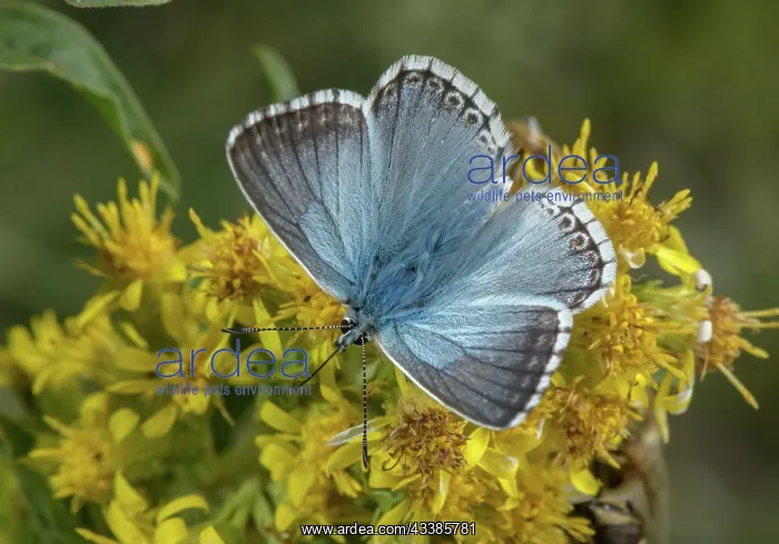 : Male Chalk-hill blue, Polyommatus coridon, feedi : Male Chalk-hill blue, Polyommatus coridon, feedi