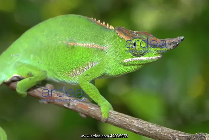 : Male Chameleon - on branch : Male Chameleon - on branch