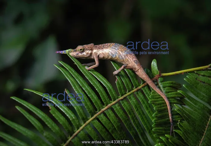 : A male chameleon (Calumma gallus) in the rainforests of the : A male chameleon (Calumma gallus) in the rainforests of the