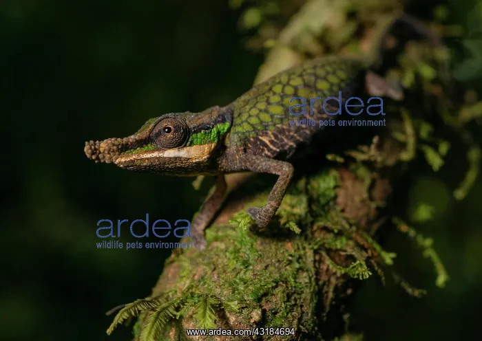 : Male chameleon (Calumma roaloko) in the rainforests : Male chameleon (Calumma roaloko) in the rainforests