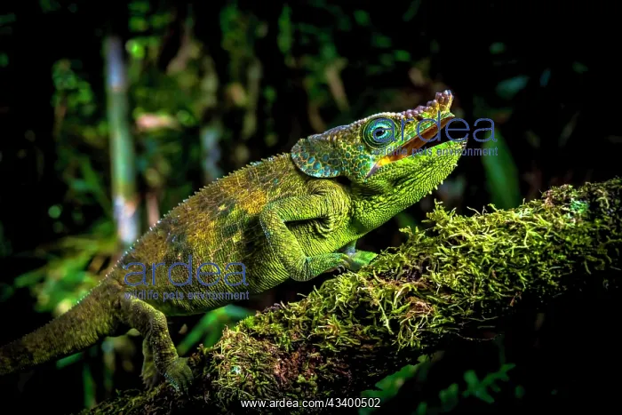 : Male chameleon of an as yet undescribed species : Male chameleon of an as yet undescribed species