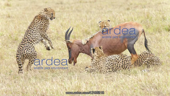 : Four male cheetahs (Acinonyx jubatus) kill an adult : Four male cheetahs (Acinonyx jubatus) kill an adult