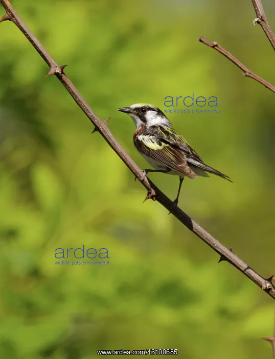 : Male Chestnut-sided Warbler : Male Chestnut-sided Warbler