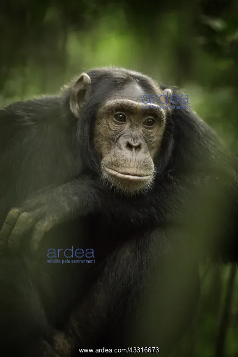 : A male Chimpanzee (Pan troglodytes) rests after : A male Chimpanzee (Pan troglodytes) rests after