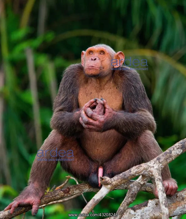  : Male chimpanzee (Pan troglodytes) is sitting on