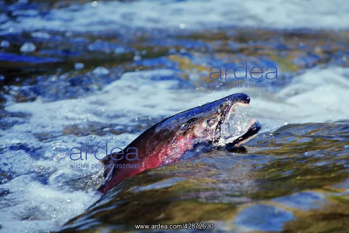 : Male Coho / Silver Salmon - migrating towards spawning beds : Male Coho / Silver Salmon - migrating towards spawning beds