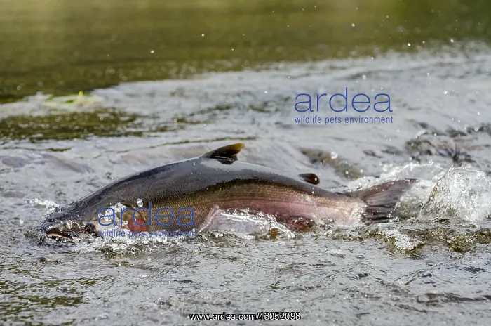 : Male coho or silver salmon (Oncorhynchus kisutch) : Male coho or silver salmon (Oncorhynchus kisutch)