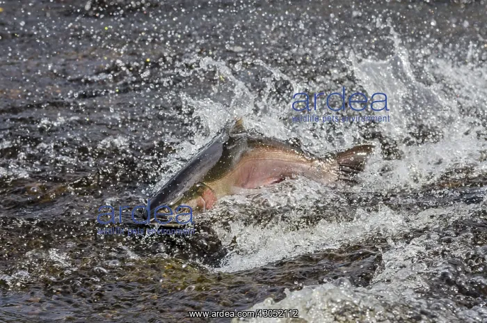 : Male coho or silver salmon (Oncorhynchus kisutch) : Male coho or silver salmon (Oncorhynchus kisutch)