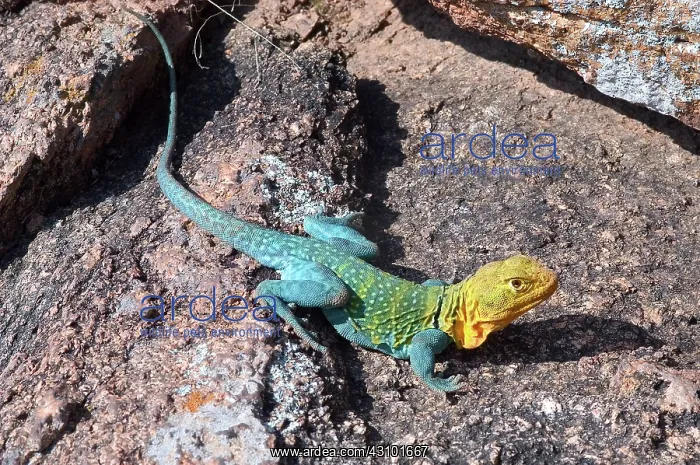 : Male collared lizard : Male collared lizard