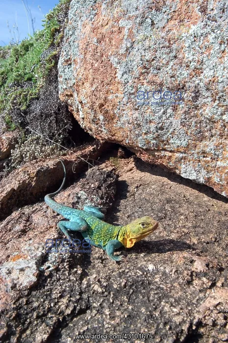 : Male collared lizard : Male collared lizard