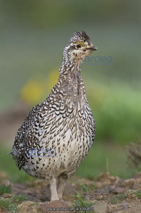 : Male Columbian Sharp-Tailed Grouse : Male Columbian Sharp-Tailed Grouse