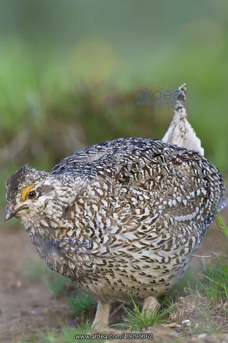 : Male Columbian Sharp-Tailed Grouse : Male Columbian Sharp-Tailed Grouse