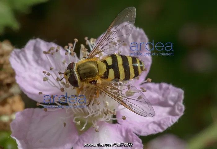 : Male Common banded hoverfly, Syrphus ribesii feeding : Male Common banded hoverfly, Syrphus ribesii feeding