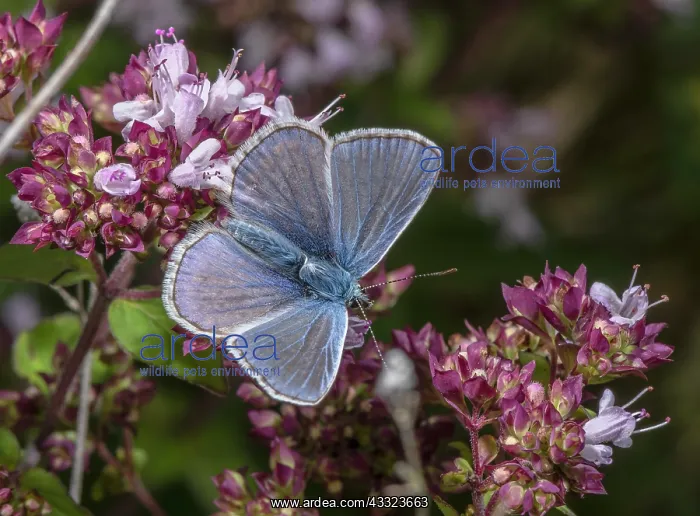 : Male Common Blue butterfly, Polyommatus icarus : Male Common Blue butterfly, Polyommatus icarus